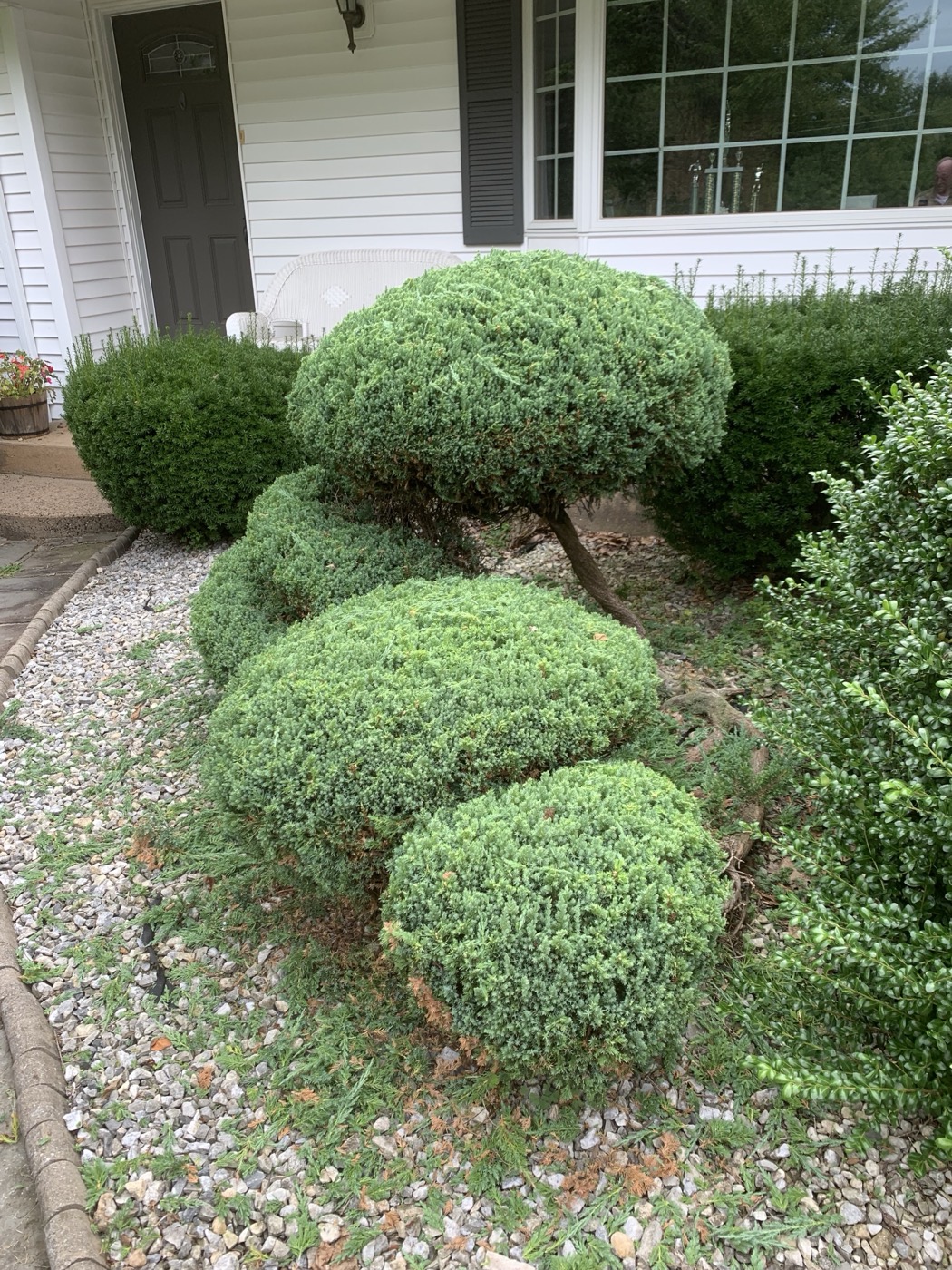 Cloud-pruned juniper and clipped shrubs tidied at a home's entrance over a clean gravel and stone bed — the detail work that comes with a proper seasonal clean-up.