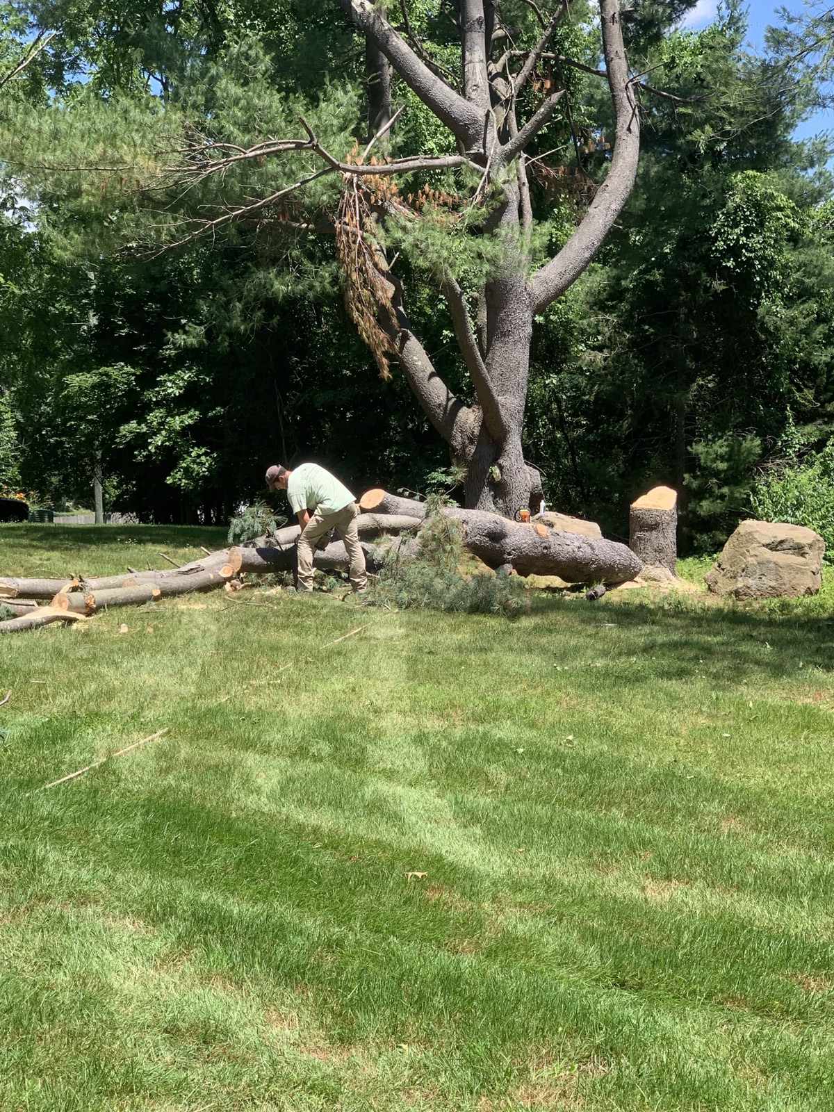 A crew member clearing and cutting up a large downed tree across an open lawn — the heavier property work that keeps a yard safe and usable.